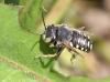 Anthidium punctatum